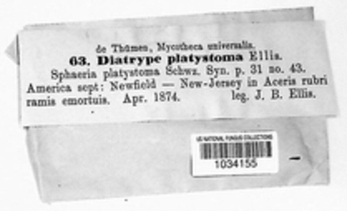 Graphostroma image
